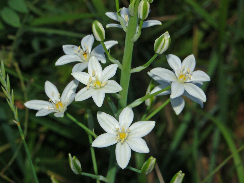 Loncomelos narbonensis e L. brevistylus